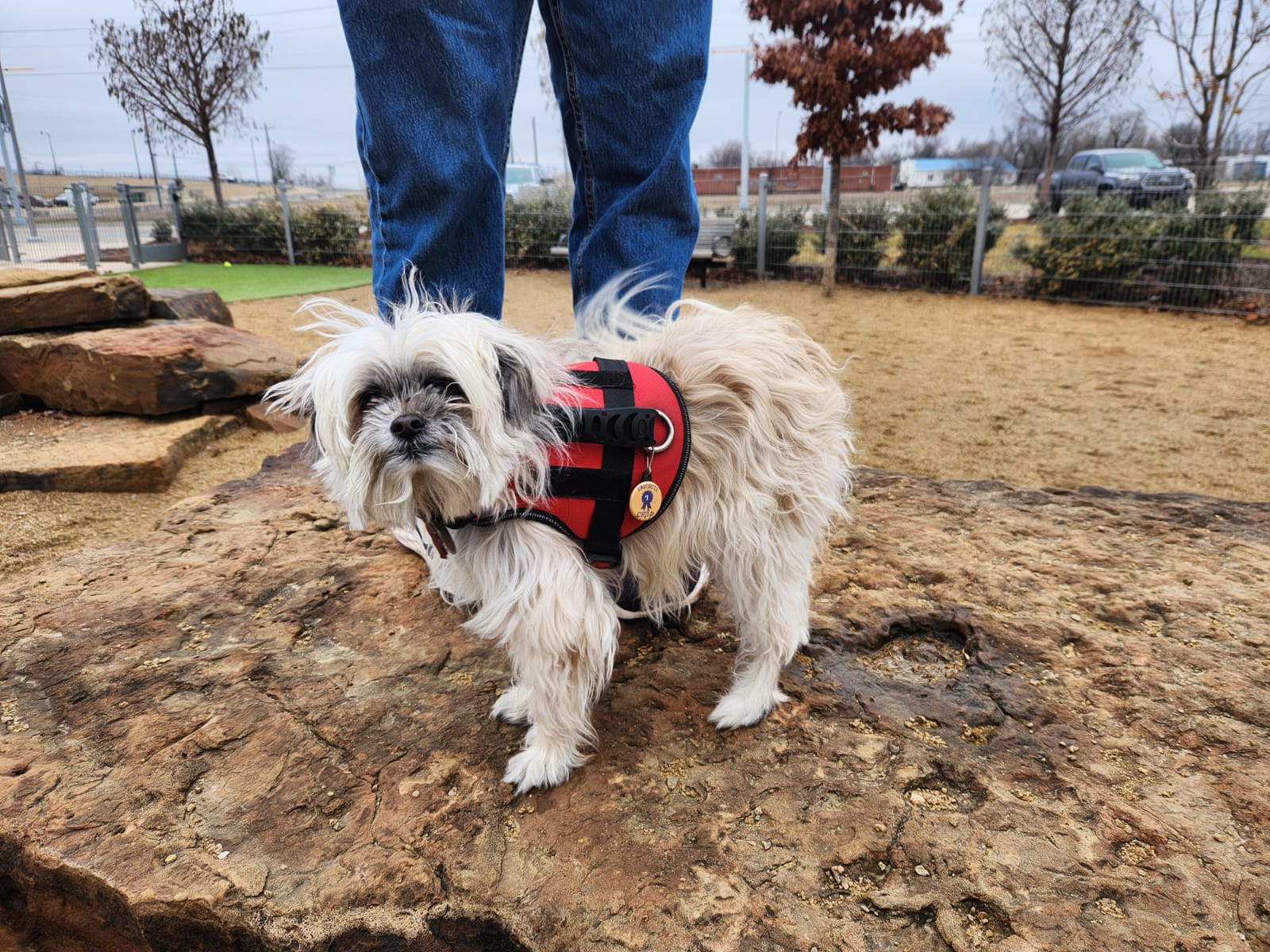 Ax at the dog park.